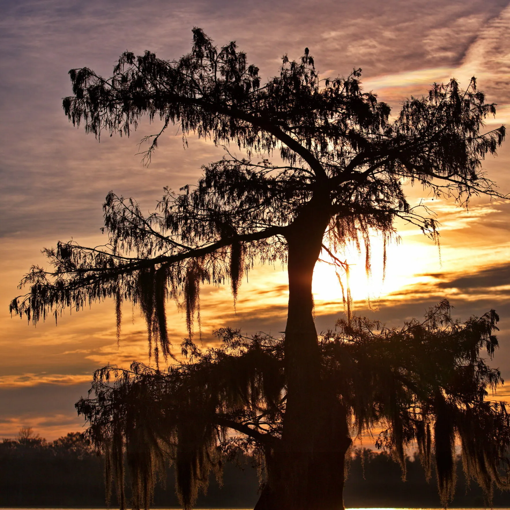 Scenic view of a cypress tree at sunset in the Houma-Thibodaux region, representing workers' compensation services in the area.